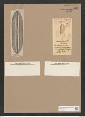 Navicula grunowii Rbh. (de-Toni-Nr.: Genus 1, Species 242) Zeichnungen Sammlung Grunow Nr. 573 (NHMW-BOT-W0366930)